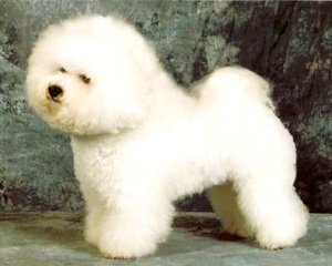 bichon frisé