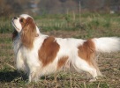 cavalier king charles spaniel