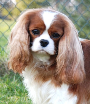 cavalier-king-charles-spaniel