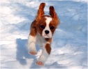 cavalier king charles spaniel