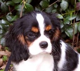 cavalier king charles spaniel