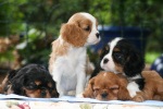 cavalier king charles spaniel