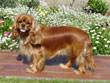 cavalier king charles spaniel