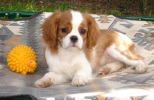 cavalier king charles spaniel