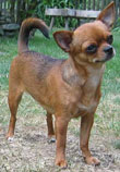 chihuahua