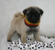 mops
