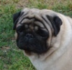mops