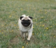 mops