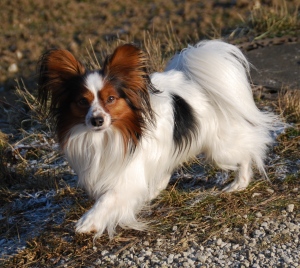 papillon