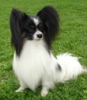 papillon