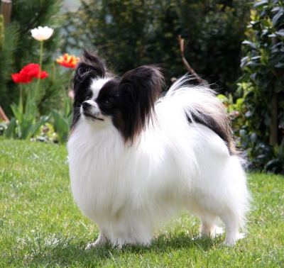 papillon