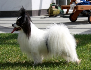 papillon