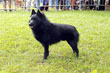 schipperke