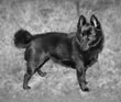 schipperke