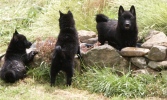 schipperke