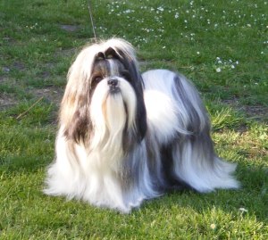 shih-tzu