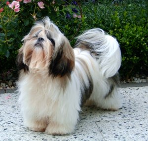 shih-tzu