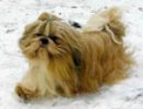 shih-tzu