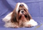 shih-tzu